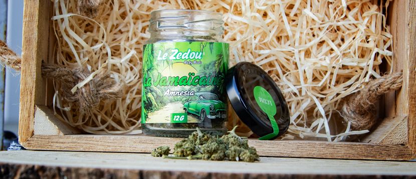 Fleurs de CBD La Jamaïcaine «Amnesia» - Le Zedou