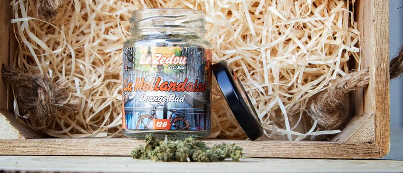 Fleurs de CBD La Hollandaise «Orange Bud» - Le Zedou